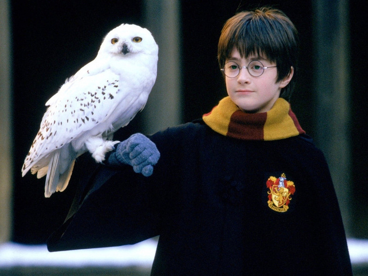 Тот самый взгляд, который покорил миллионы, но не предназначен для тесной квартиры.