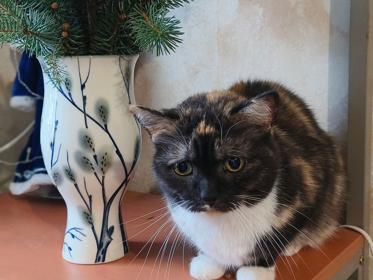 наша Бэсська