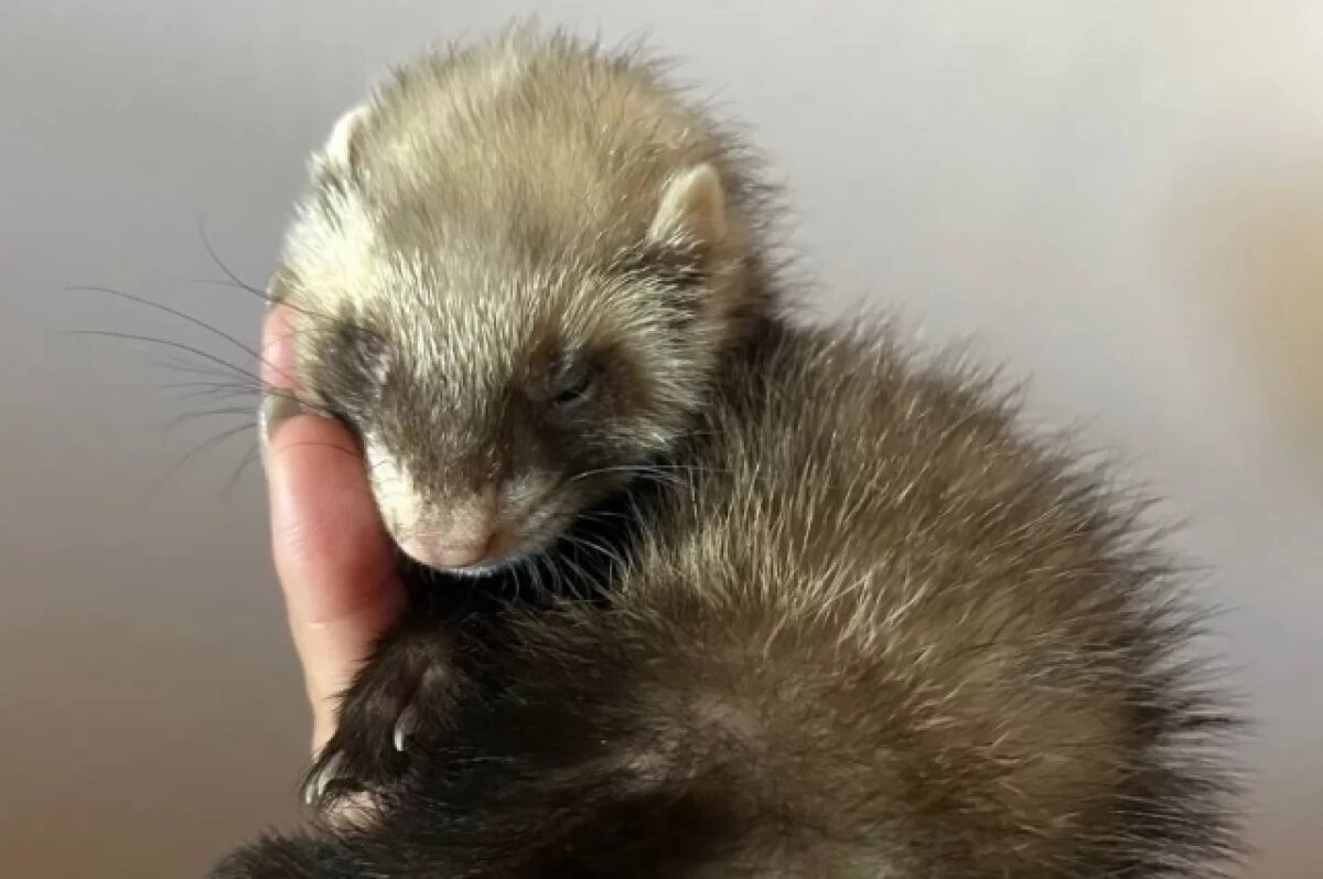    В Барнауле ветеринары спасли двухмесячного хорька после падения со стола