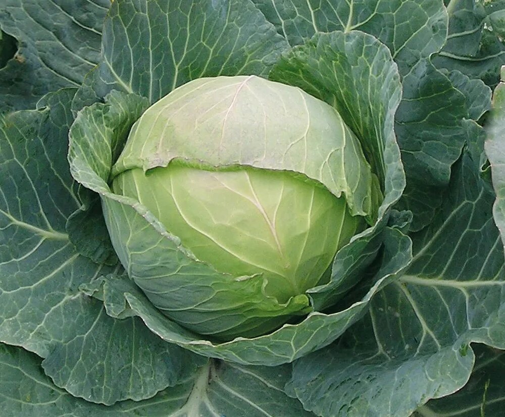 Без качественной рассады трудно вырастить такие плоды