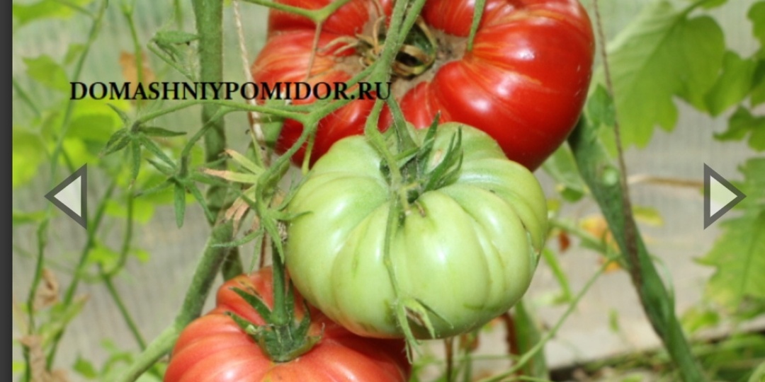 Новинки томатов на 2026 год