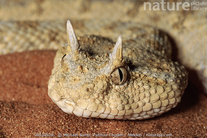Тот самый взгляд, от которого веет холодом пустыни. Рога — визитная карточка этого вида.