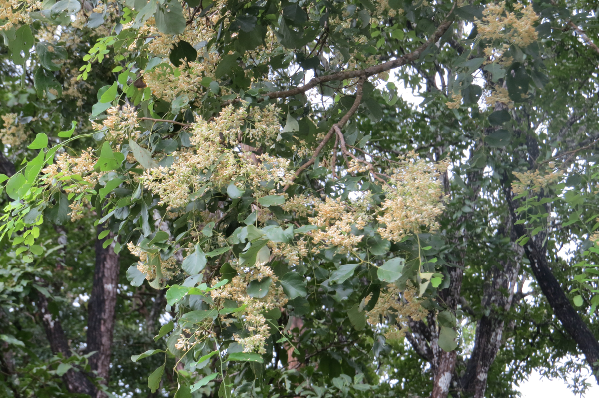 Скромная дальбергия