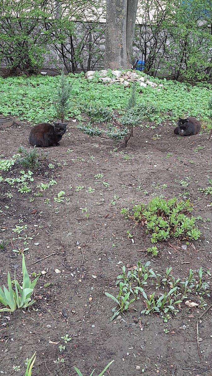 Чёрные коты