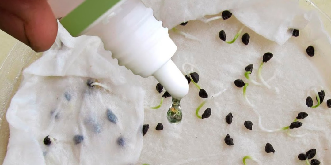 Всего 1 капля запускает мощный рост моей рассады! Хитрость, которой дачники не пользуются