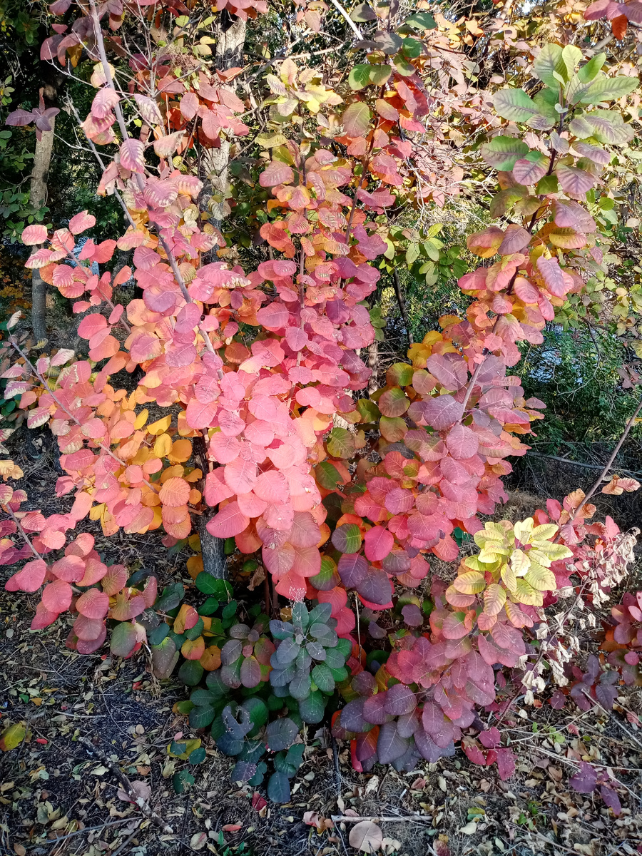 Скумпия кожевенная выдерживает жару и холод.