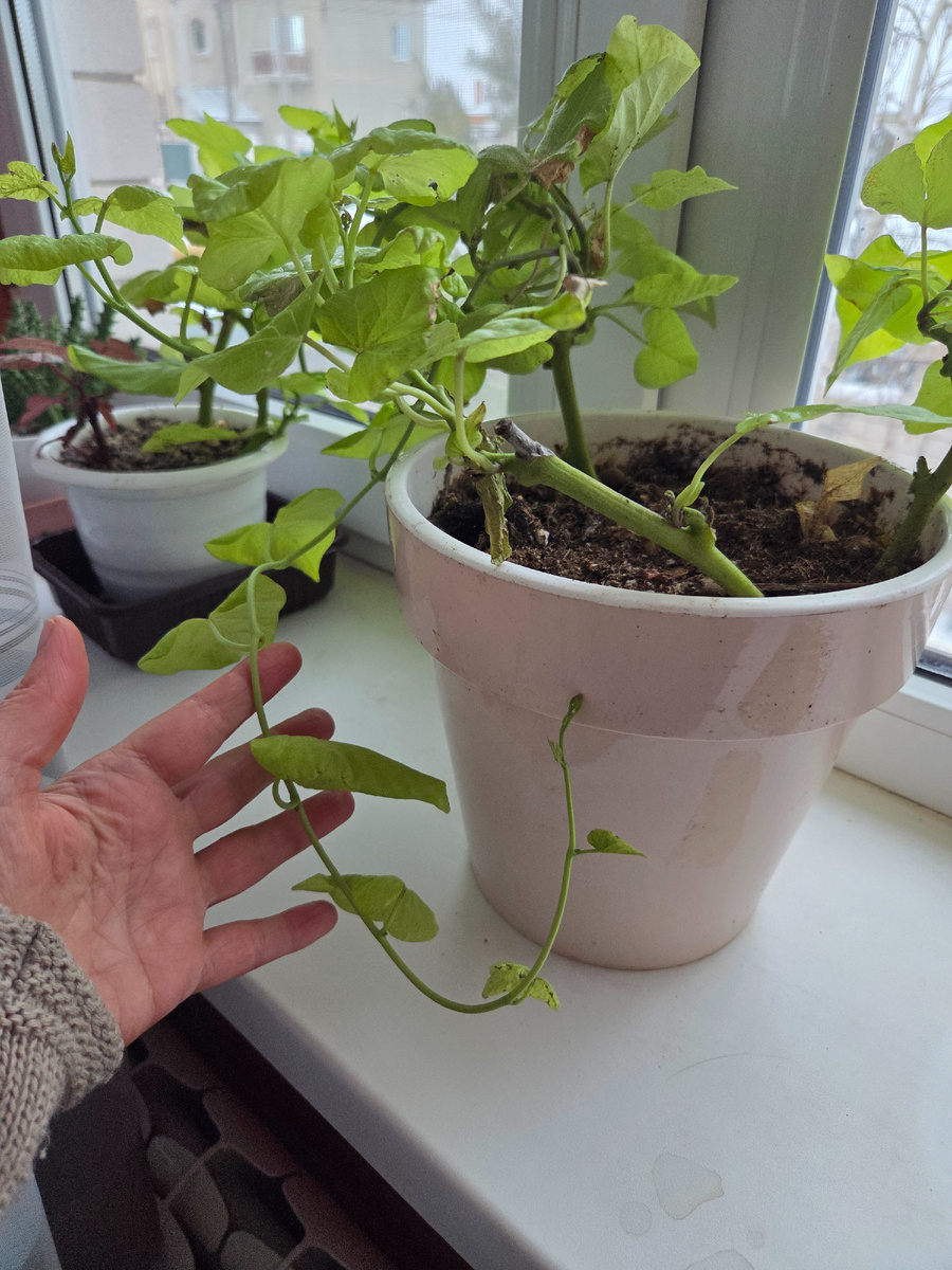 Ипомея батат. Выглядит не очень,  но растет.