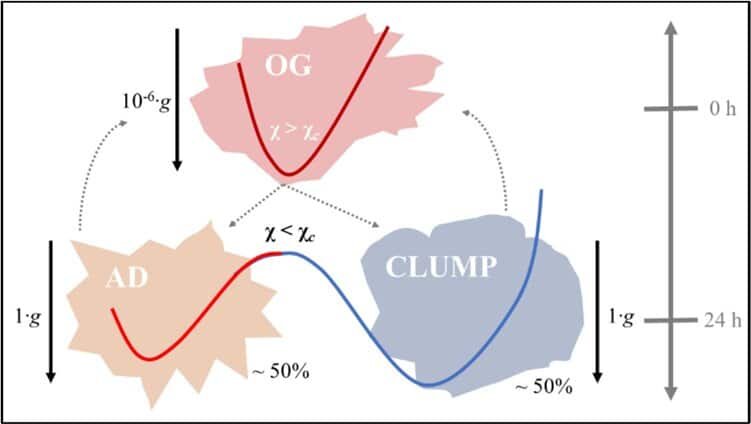    Фенотипический переход и профили свободной энергии, соответствующие разным фенотипам в различных гравитационных полях / © Пресс-служба ПНИПУ