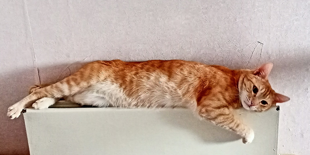 На шестнадцати аршинах сидел и сидеть буду: число котов и псов в квартирах ограничат квадратными метрами