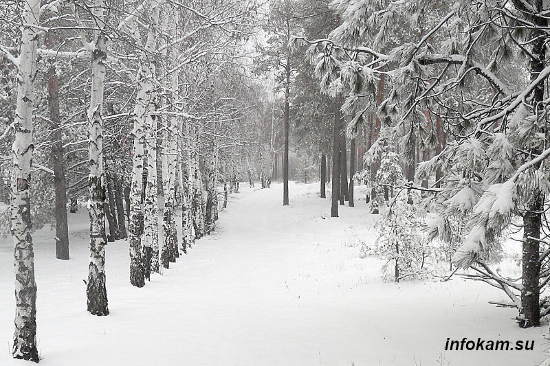    В камышинском лесопитомнике