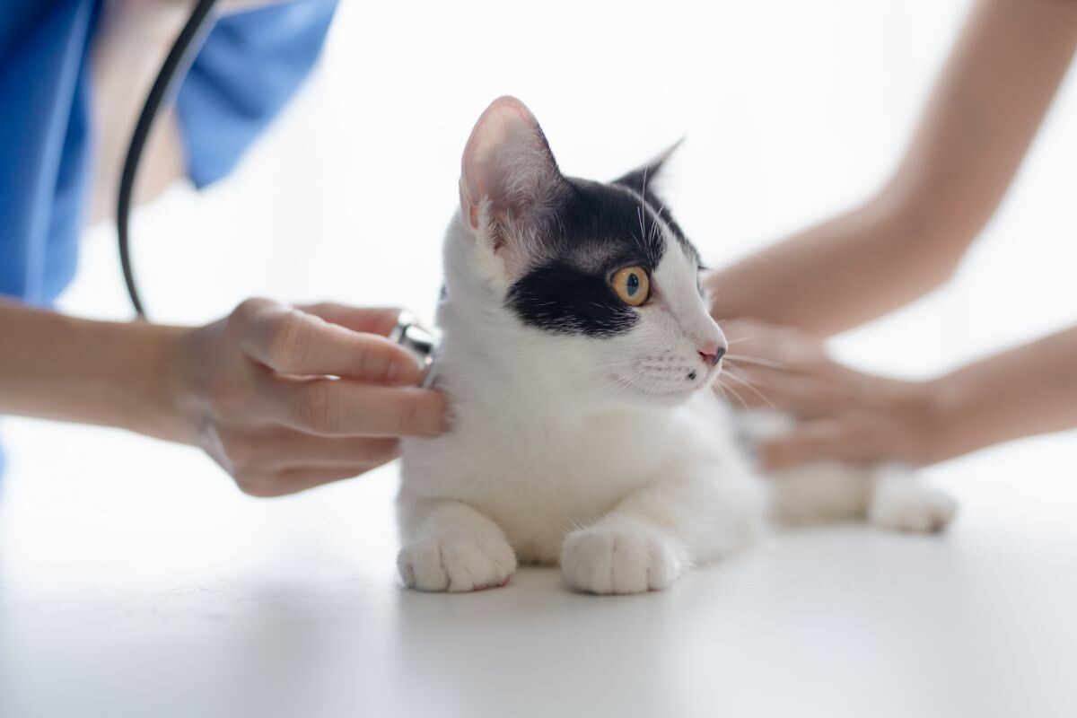 Кошка у ветеринара 