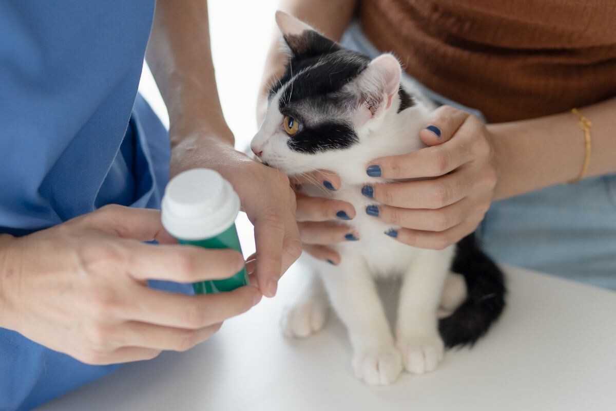 Ветразработка для кошек 