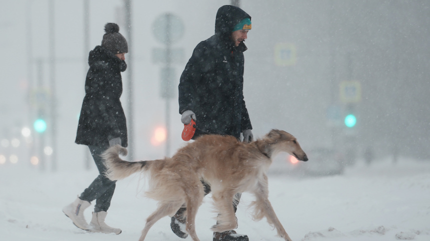 Владельцев собак предупредили об опасностях зимних прогулок из-за снега