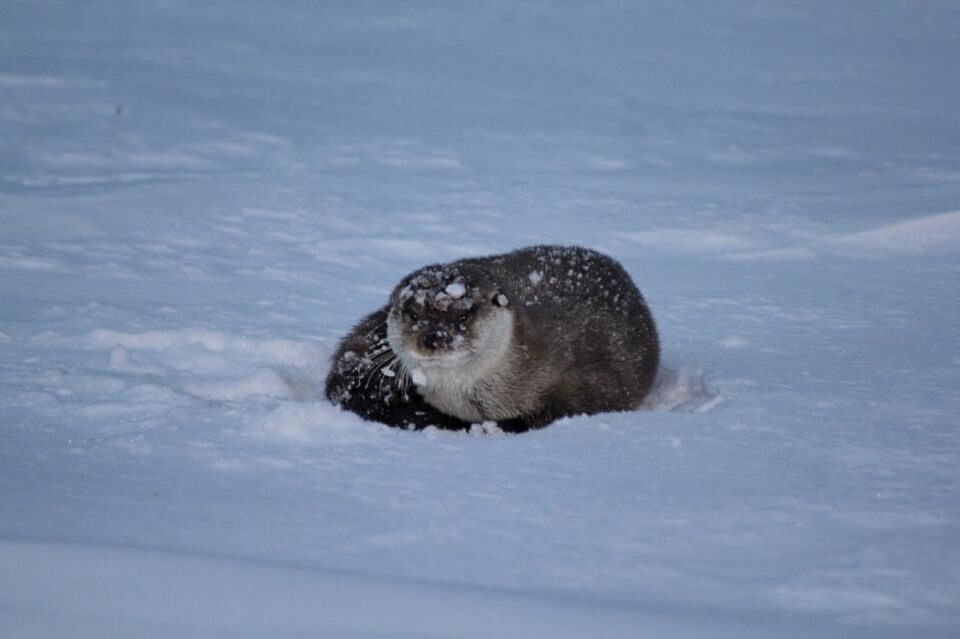    Перебежка выдры по льду Телецкого озера. Источник: Светлана Кульбацкая / Алтайский заповедник