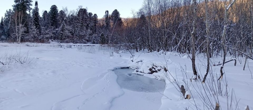    Перебежка выдры по льду Телецкого озера. Источник: Светлана Кульбацкая / Алтайский заповедник