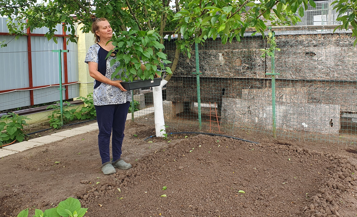 Высадка перца в открытый грунт Вдали от города