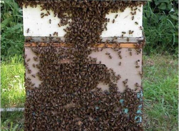 Как открыть свое дело в деревне. Рабочий вариант 2: пчеловодство на бесплатных пчелиных роях