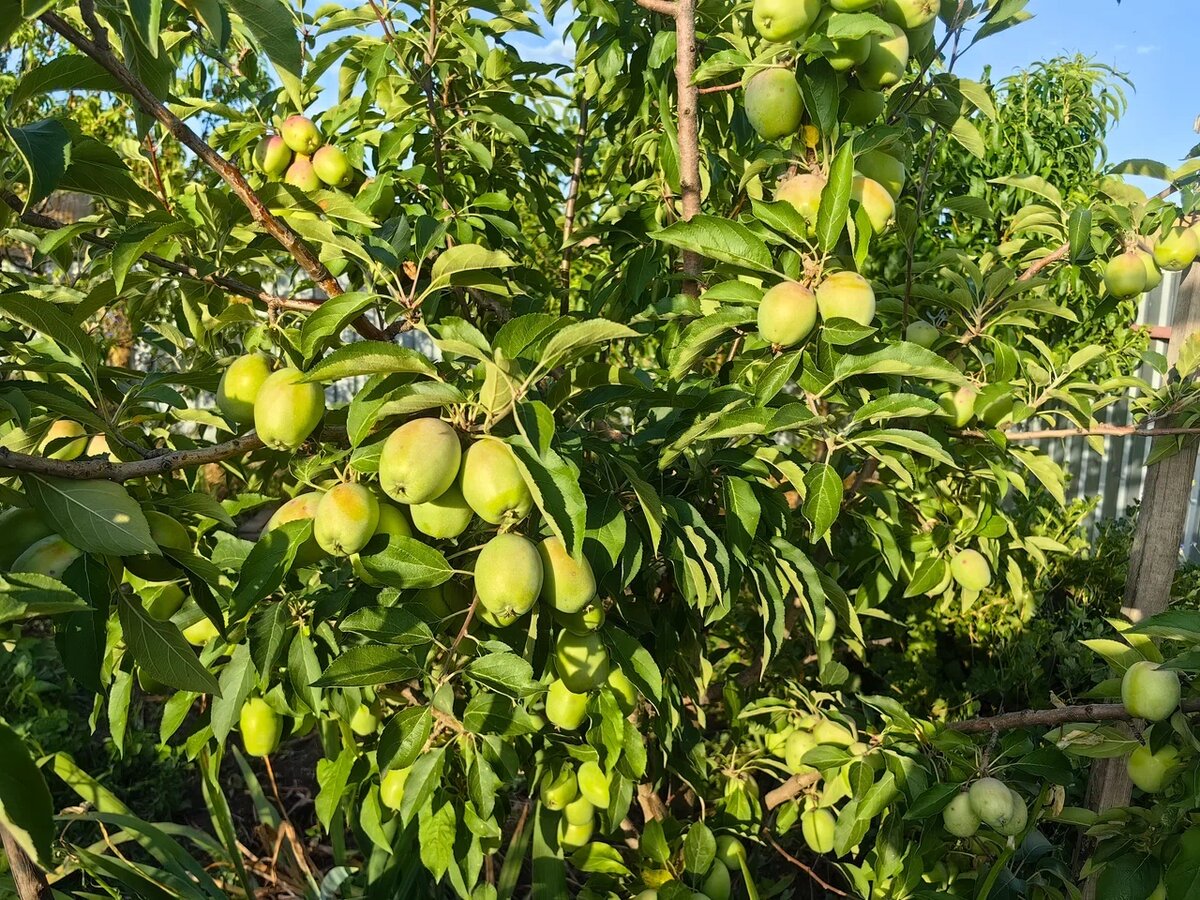 Фото 1. 2. Яблони в нашем саду. Фото Натальи Мироновой
