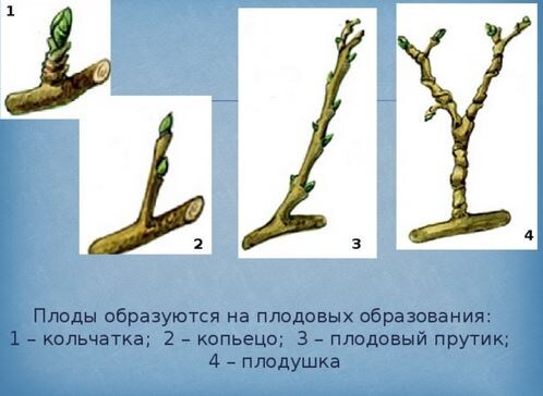 Плодовые образования на яблонях. Фото из открытых источников