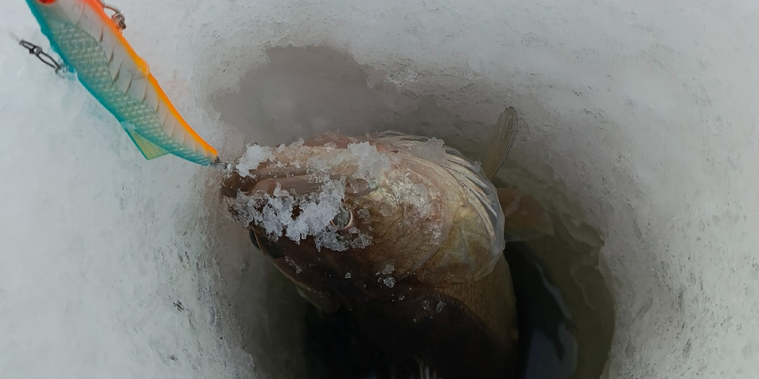 📝Советы по ловле судака зимой. Действия при холостой поклёвки.