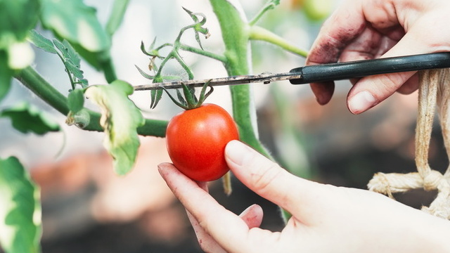 Вот такие "гиганты" выросли из рекламных обещаний