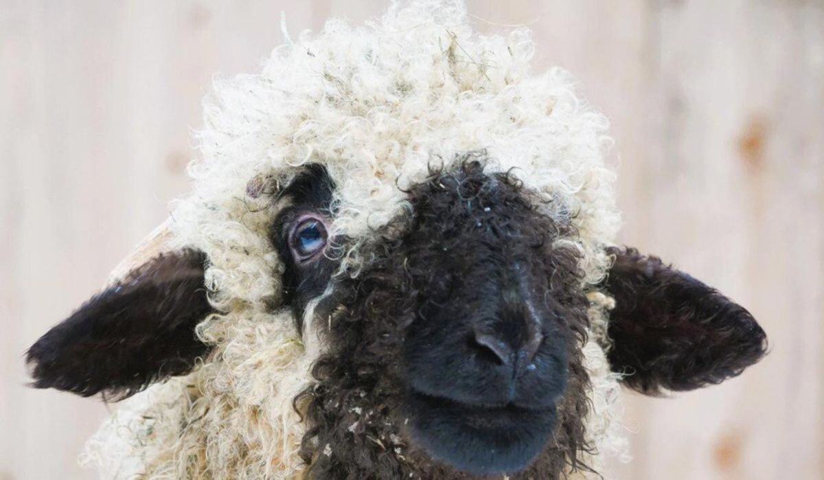     Ягненок. Источник: mos ru Автор фото: Пресс-служба Мэра и Правительства Москвы