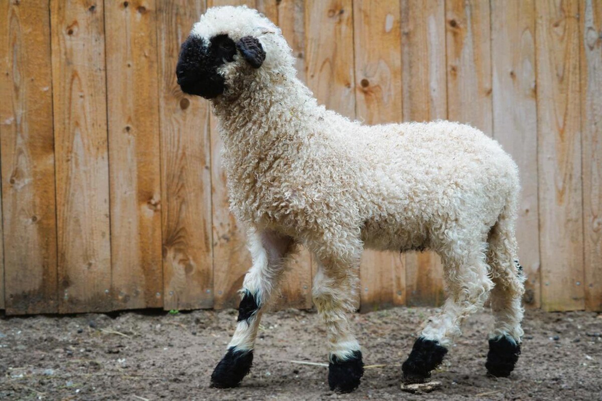    Юные москвичи выбрали имя для ягненка из вотчины Деда Мороза