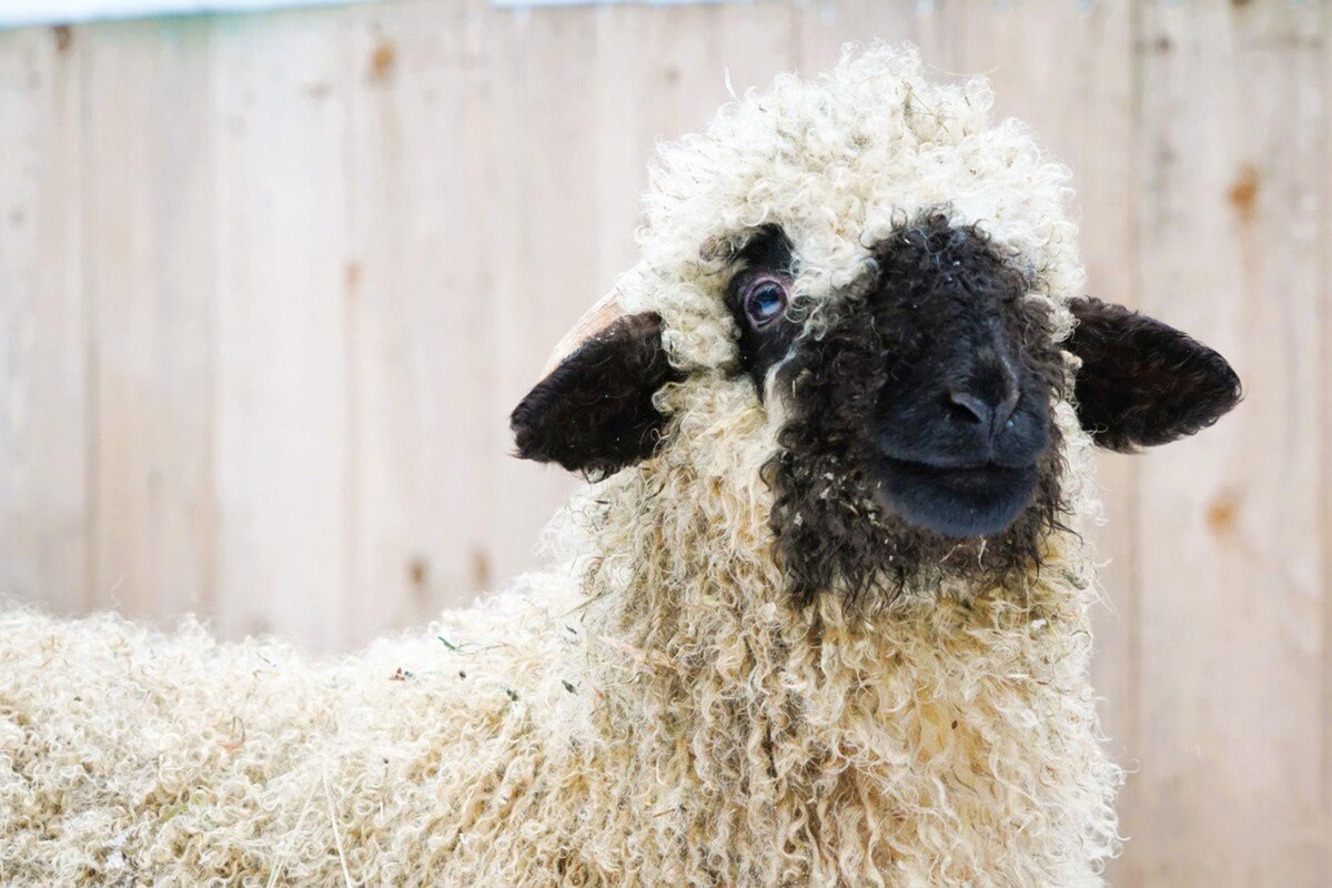    Юные москвичи выбрали имя для ягненка из вотчины Деда Мороза