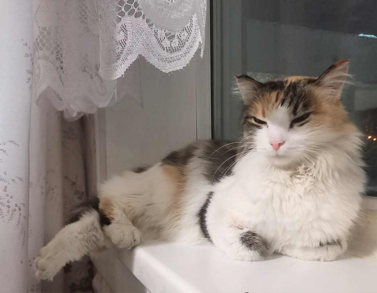 Так получилось, что это оследний снимок Цветы с уже отказавшей лапкой.