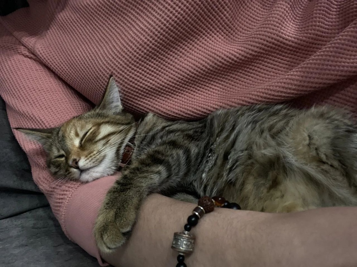 Киса (Терли) уютно устроилась на руках у своей любимой хозяйки.