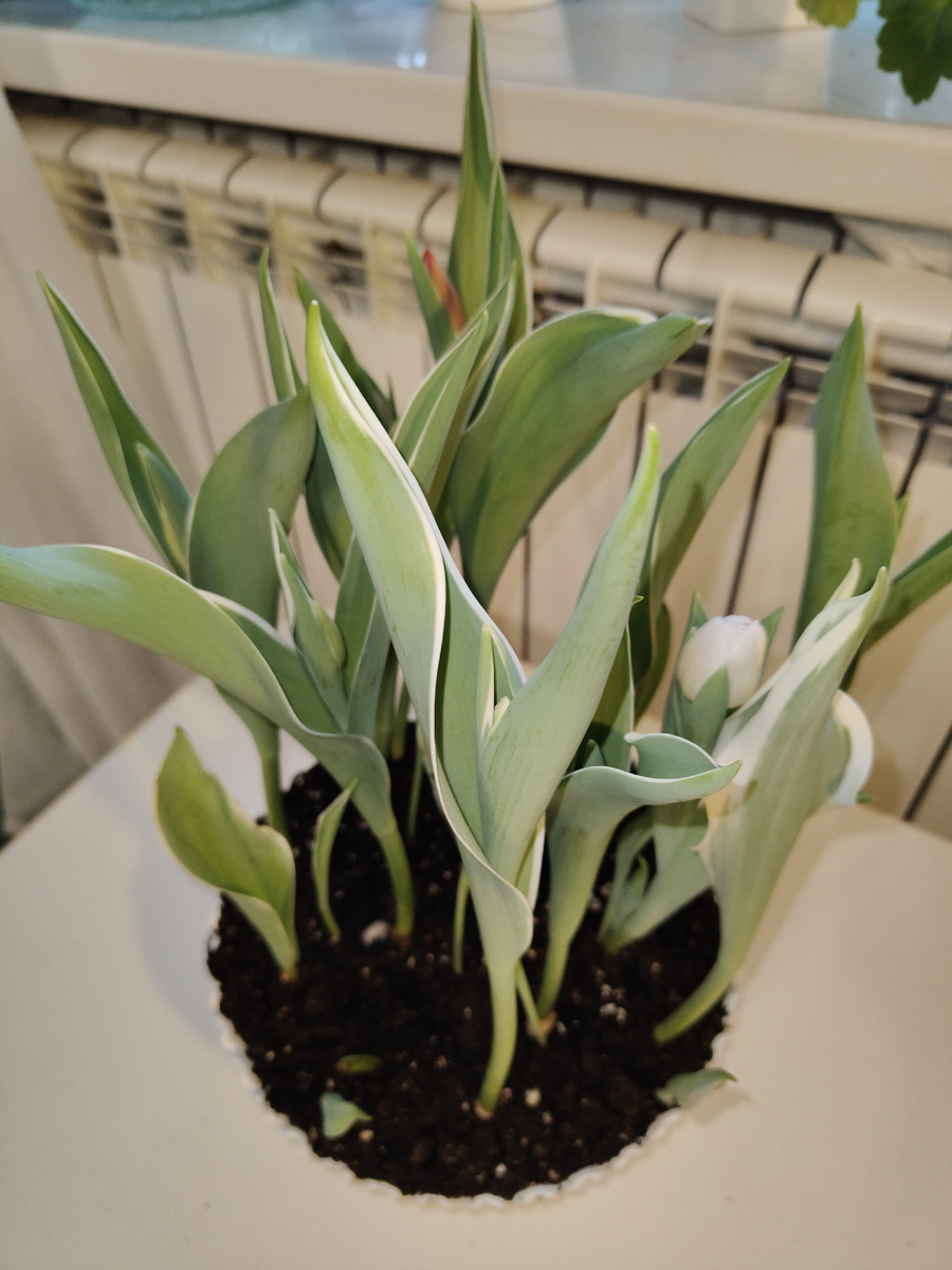 Постепенно тюльпаны начали распускаться