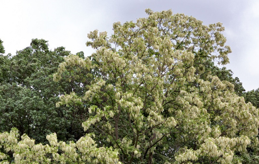 В Ростовской области посадят кучу акаций
