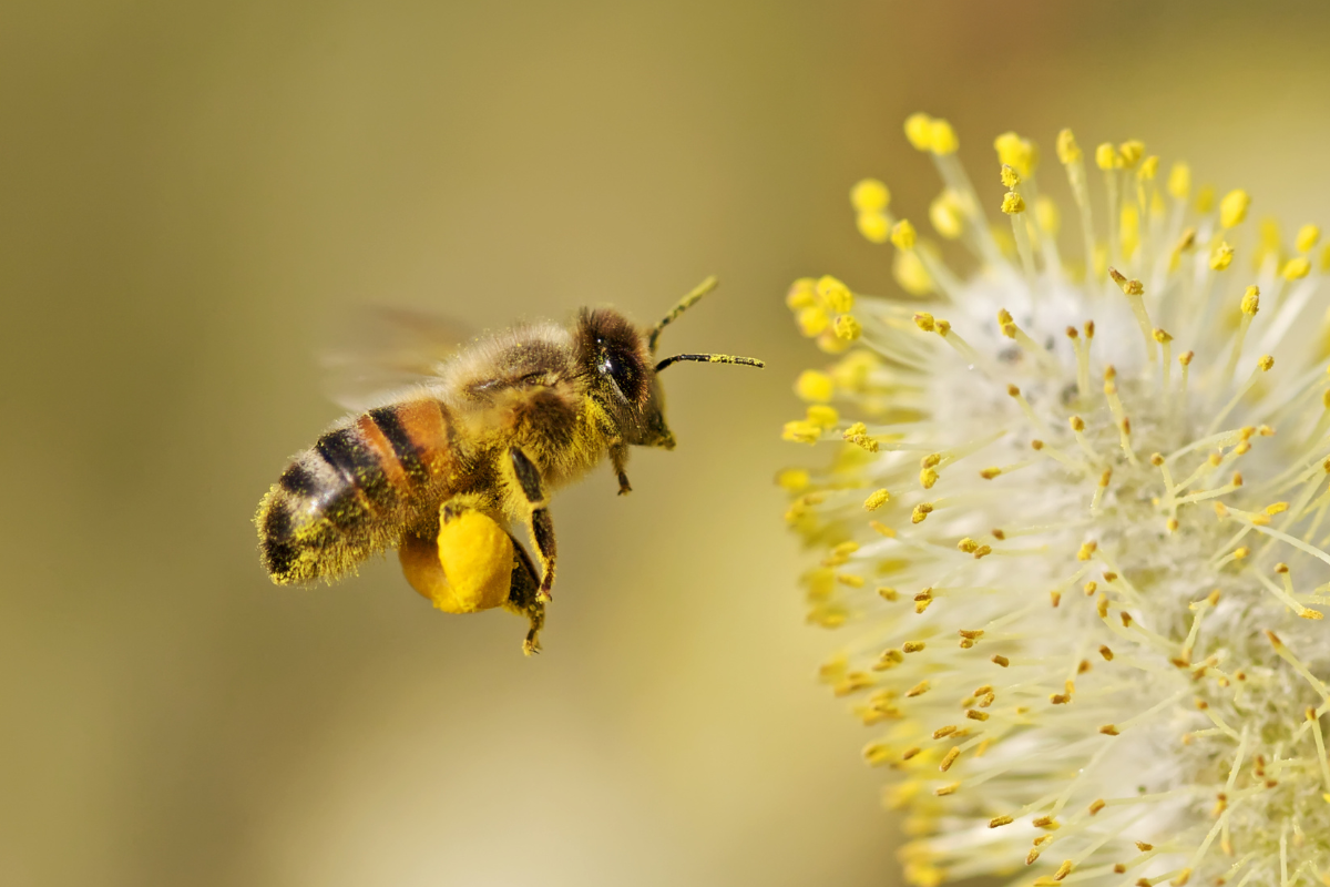 В условиях дефицита натуральной пыльцы пчеловоды вынуждены использовать искусственные заменители