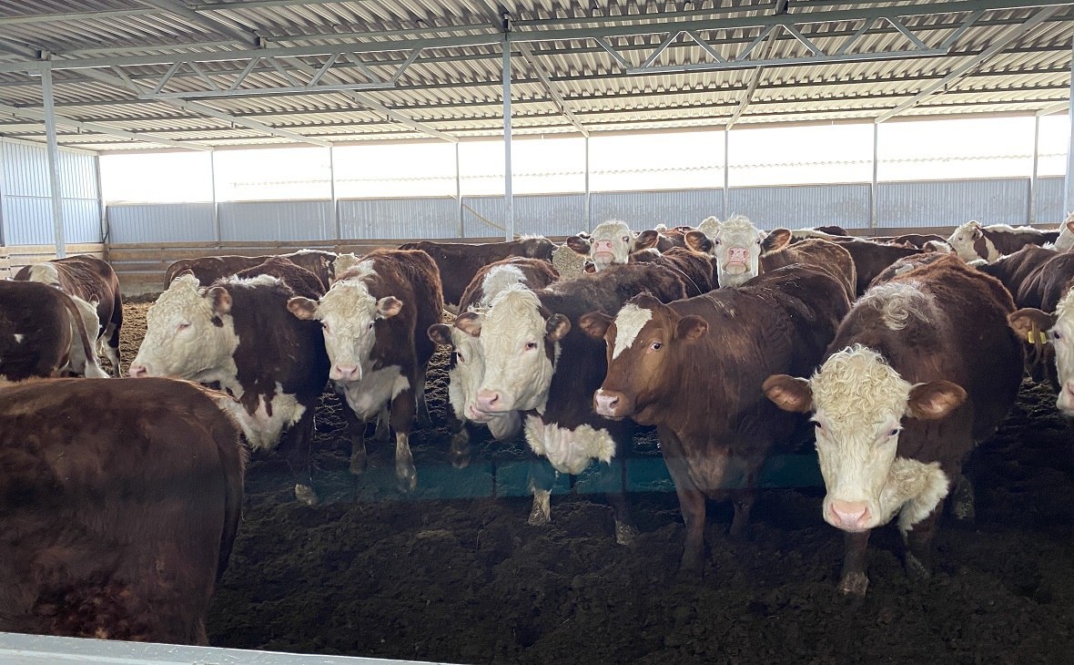 Фото: РБК Юг