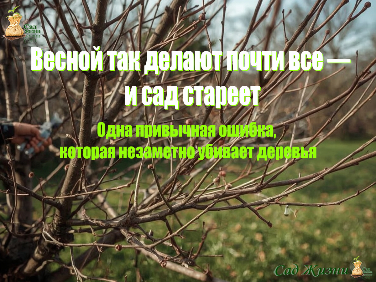 Эту ошибку совершают весной почти все — и потом удивляются, почему сад стареет раньше времени