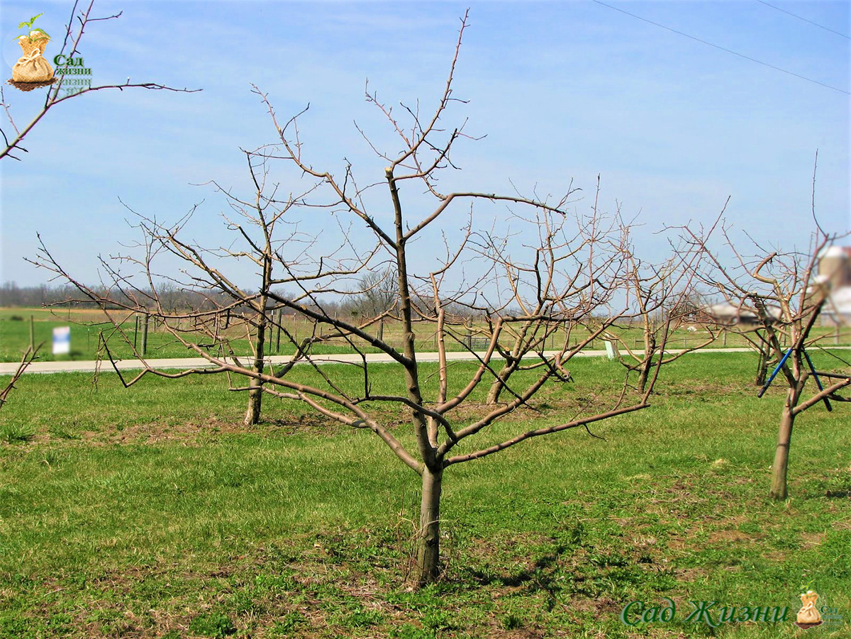 На первый взгляд — обычная весна. Но именно в этот момент дерево особенно уязвимо