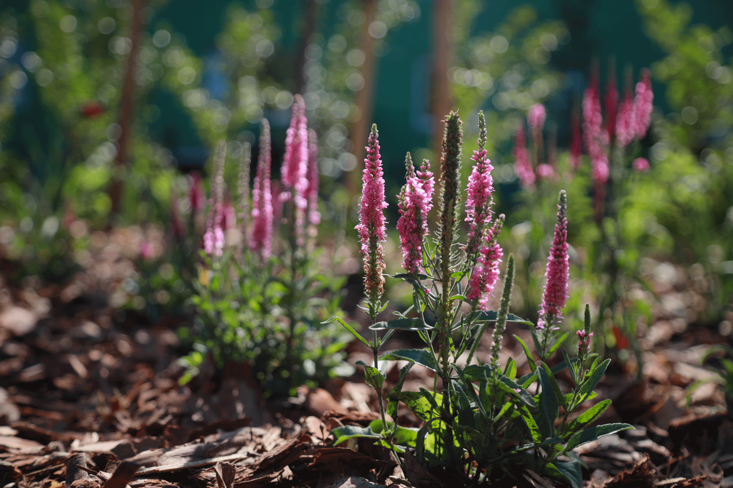    Фото: Павел Комаров, nsknews.info