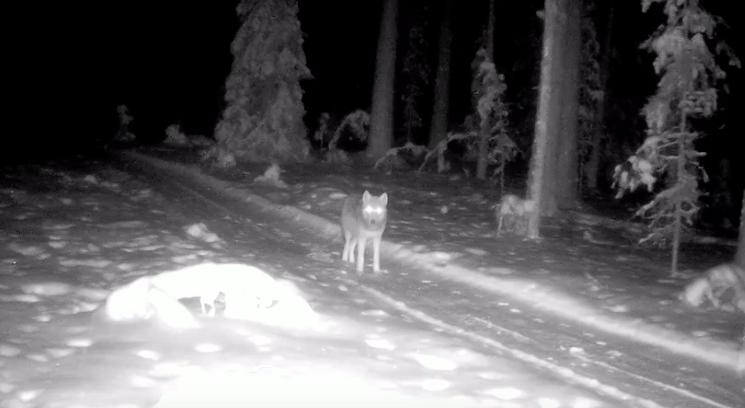    Государственный природный заповедник "Кивач" / ВК / Скриншот видео