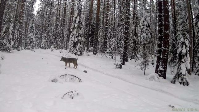    Волк и заяц попали в фотоловушку инспектора Сыроежина в КарелииГосударственный природный заповедник "Кивач" / ВК / Скриншот видео