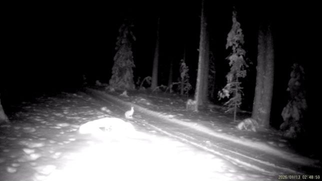    Волк и заяц попали в фотоловушку инспектора Сыроежина в КарелииГосударственный природный заповедник "Кивач" / ВК / Скриншот видео