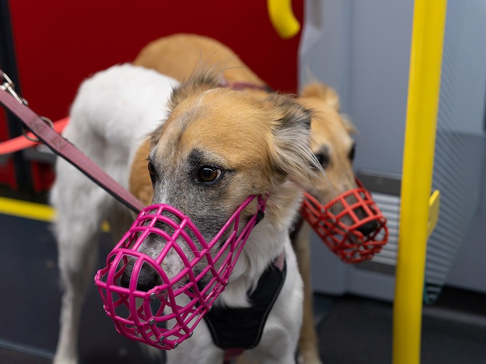    Фото: istockphoto.com/Giorez