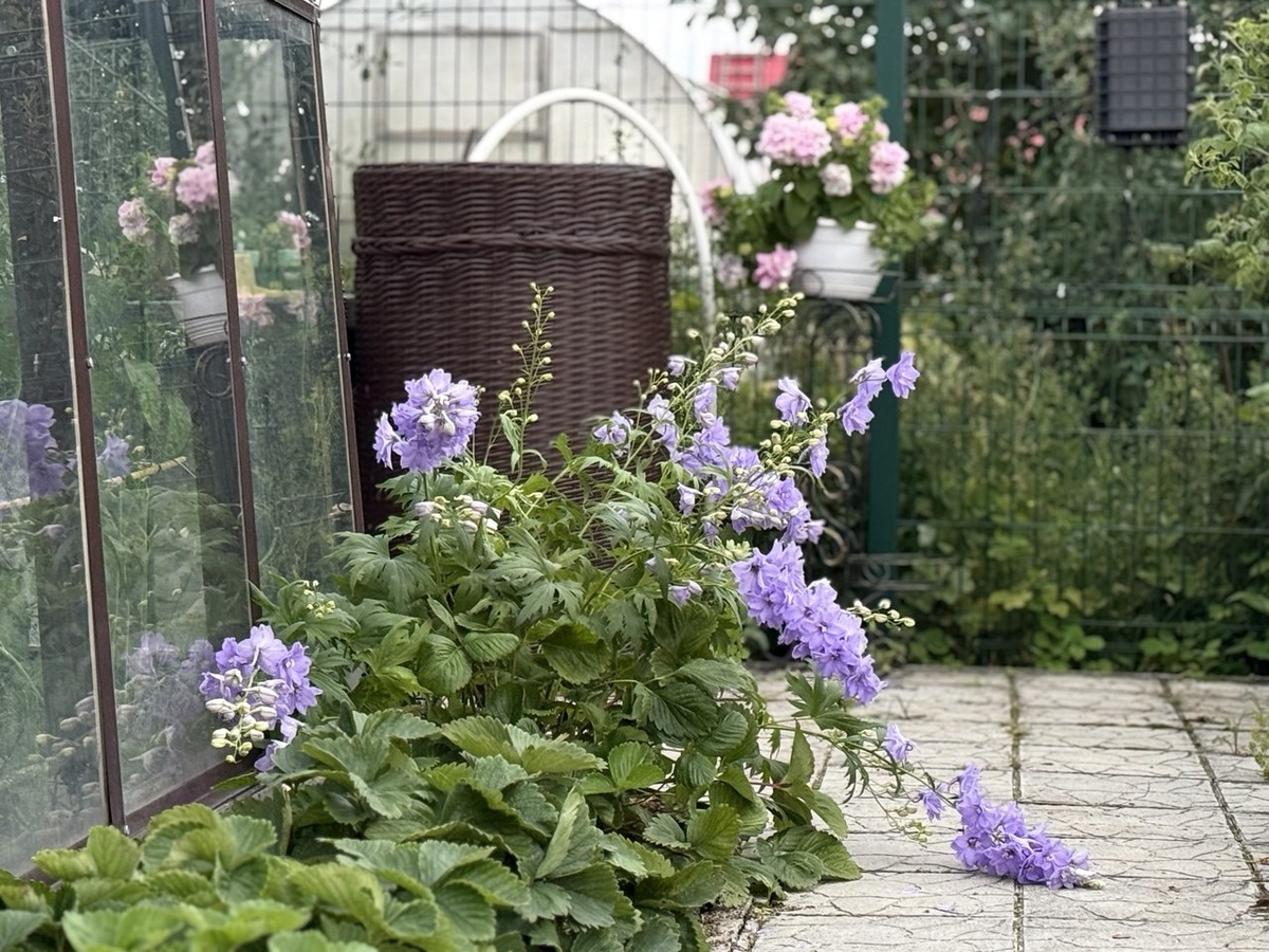 Дельфиниум, выращенный из семян