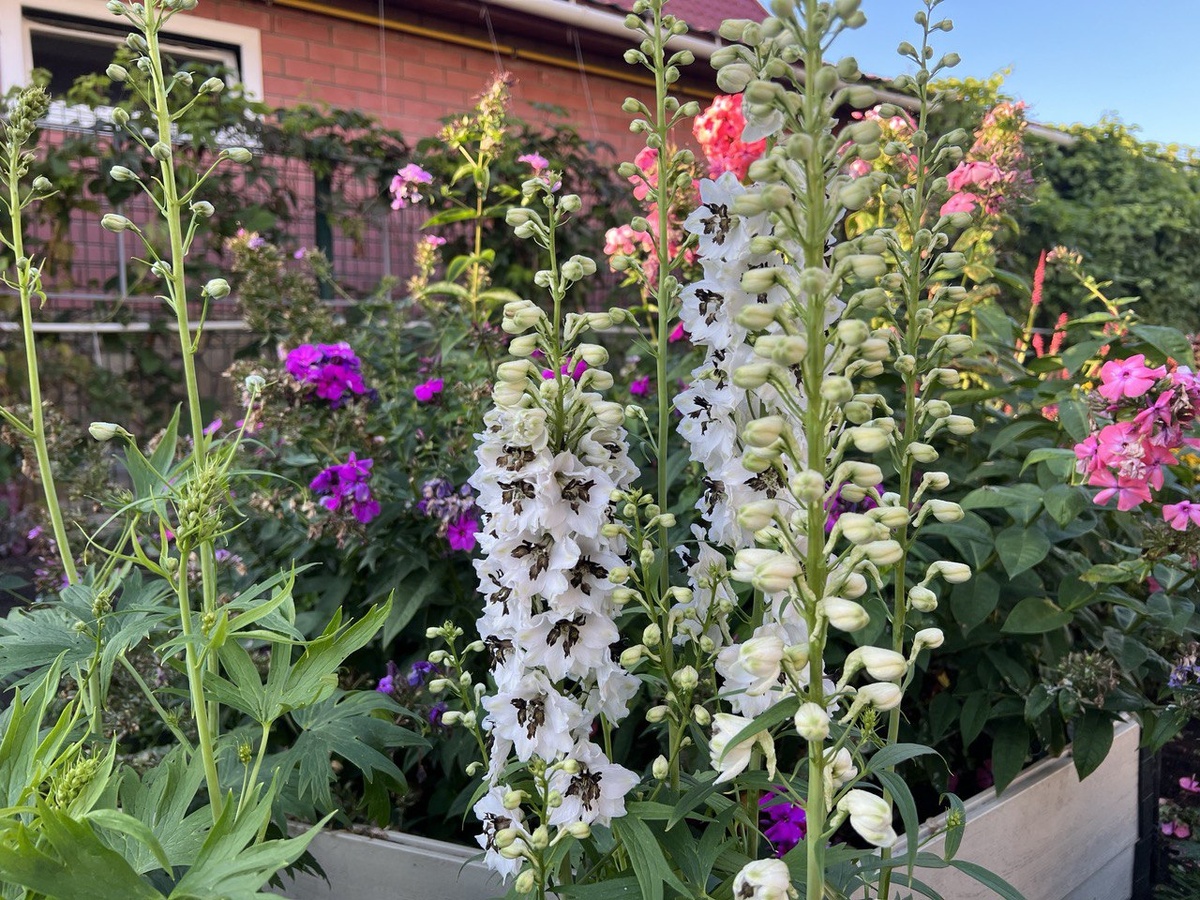 Дельфиниум, выращенный из семян