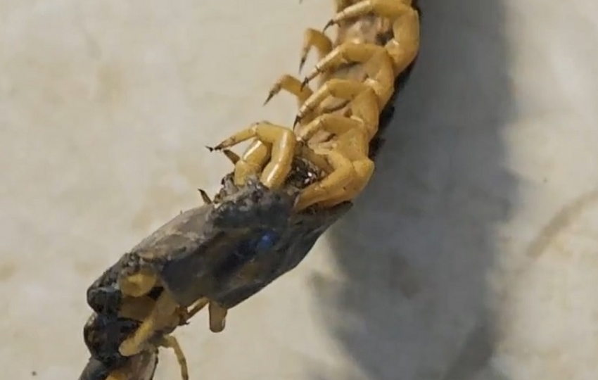 Охотится на тараканов и больно кусается: огромную сколопендру обнаружили в Волгодонске