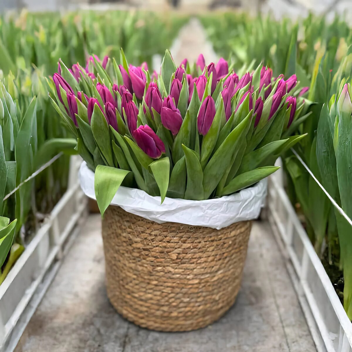 Сорт тюльпаов Roeska