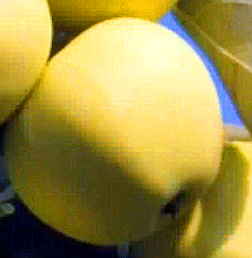 Белый Налив