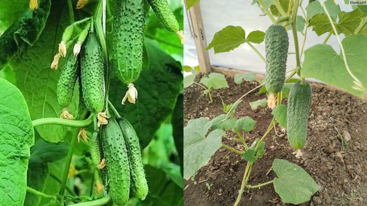 Вот так выглядит настоящая урожайность проверенных культур