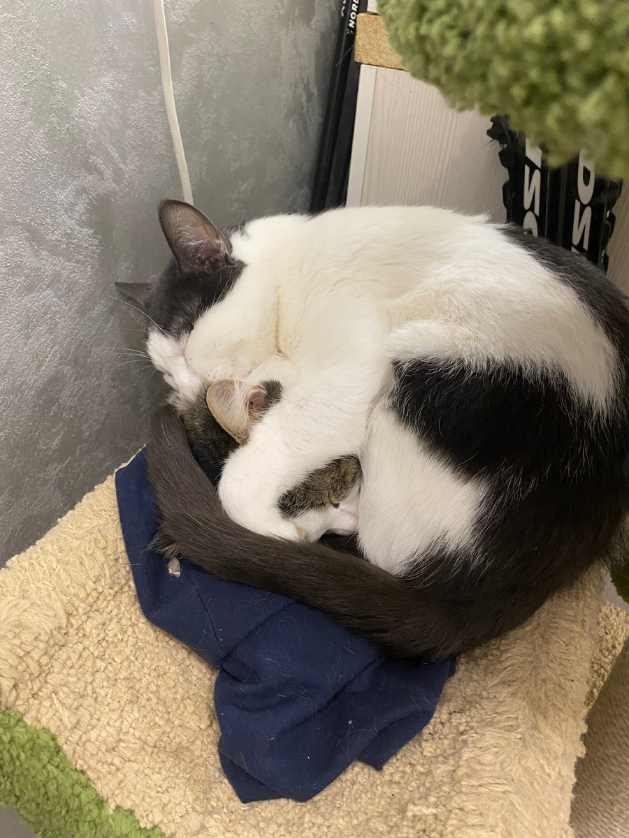 Фото года 🙀 Называется - найди кота под котом 😹