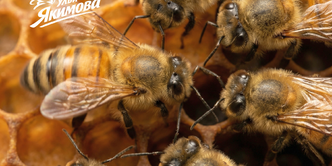 Танец пчёлы — как устроен природный Wi-Fi в улье