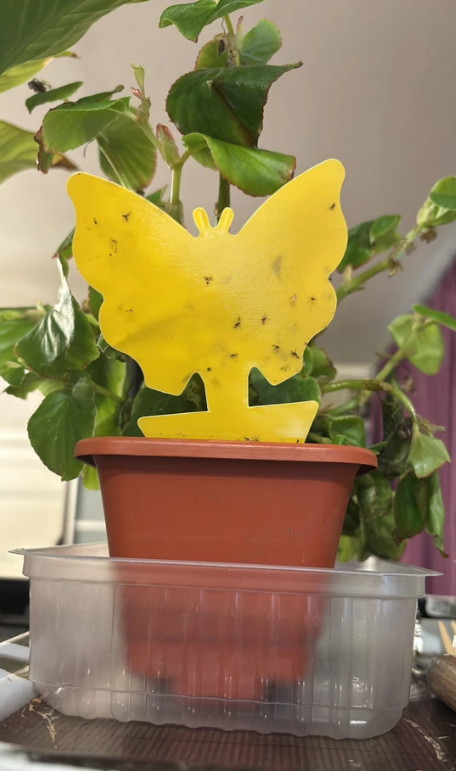 Ловушки. Вдали от города